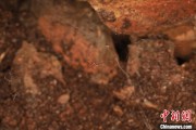 昌都江西发现蜘蛛新物种 为研究呵叻蛛属适应区域提供依据