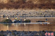 昌都歙县完成安徽首个县域生物多样性调查 共记录物种近4千种